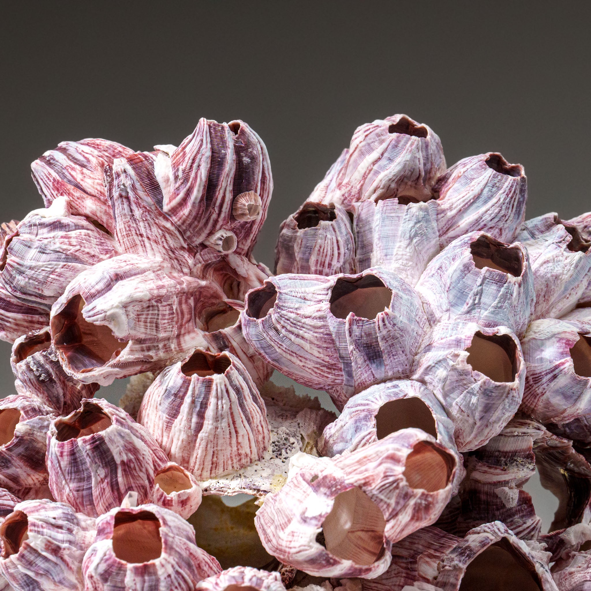 Genuine Purple Acorn Barnacle Cluster (1 lb) - Astro Gallery of Gems