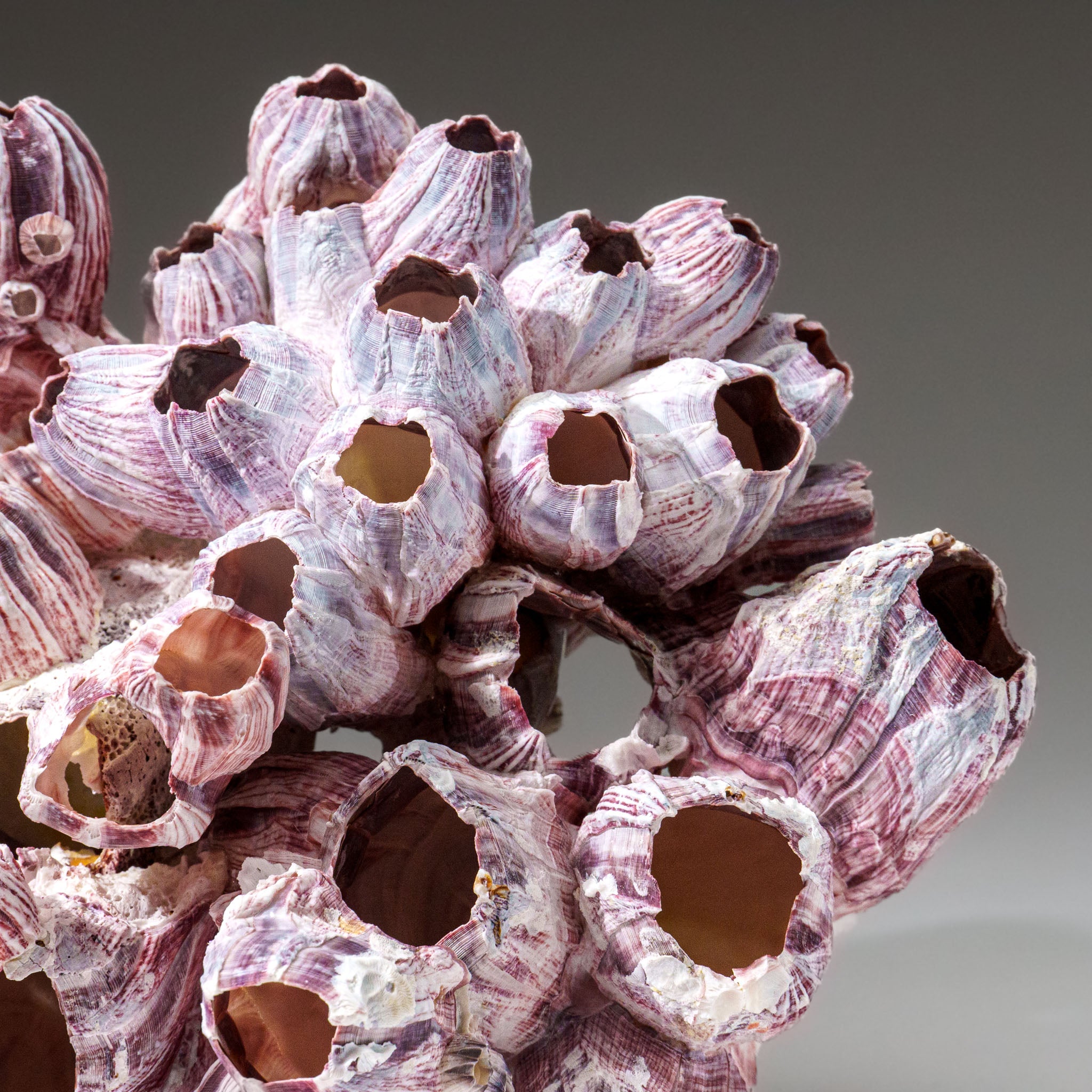 Genuine Purple Acorn Barnacle Cluster (1 lb) - Astro Gallery of Gems