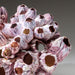 Genuine Purple Acorn Barnacle Cluster (1 lb) - Astro Gallery of Gems