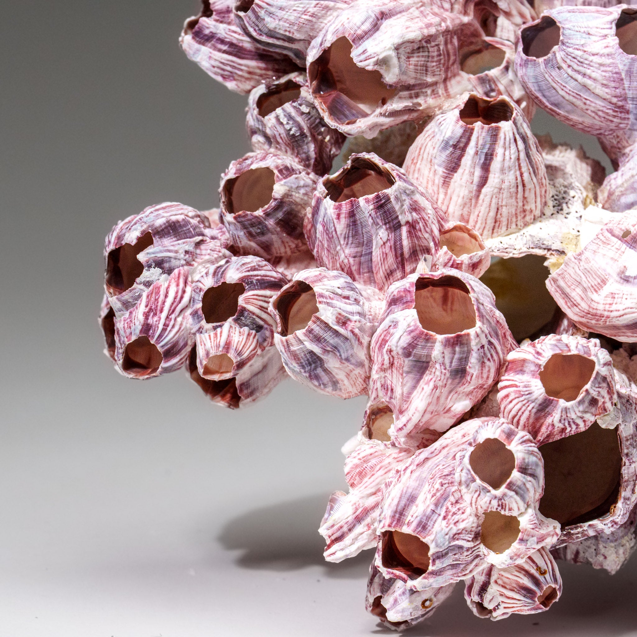 Genuine Purple Acorn Barnacle Cluster (1 lb) - Astro Gallery of Gems