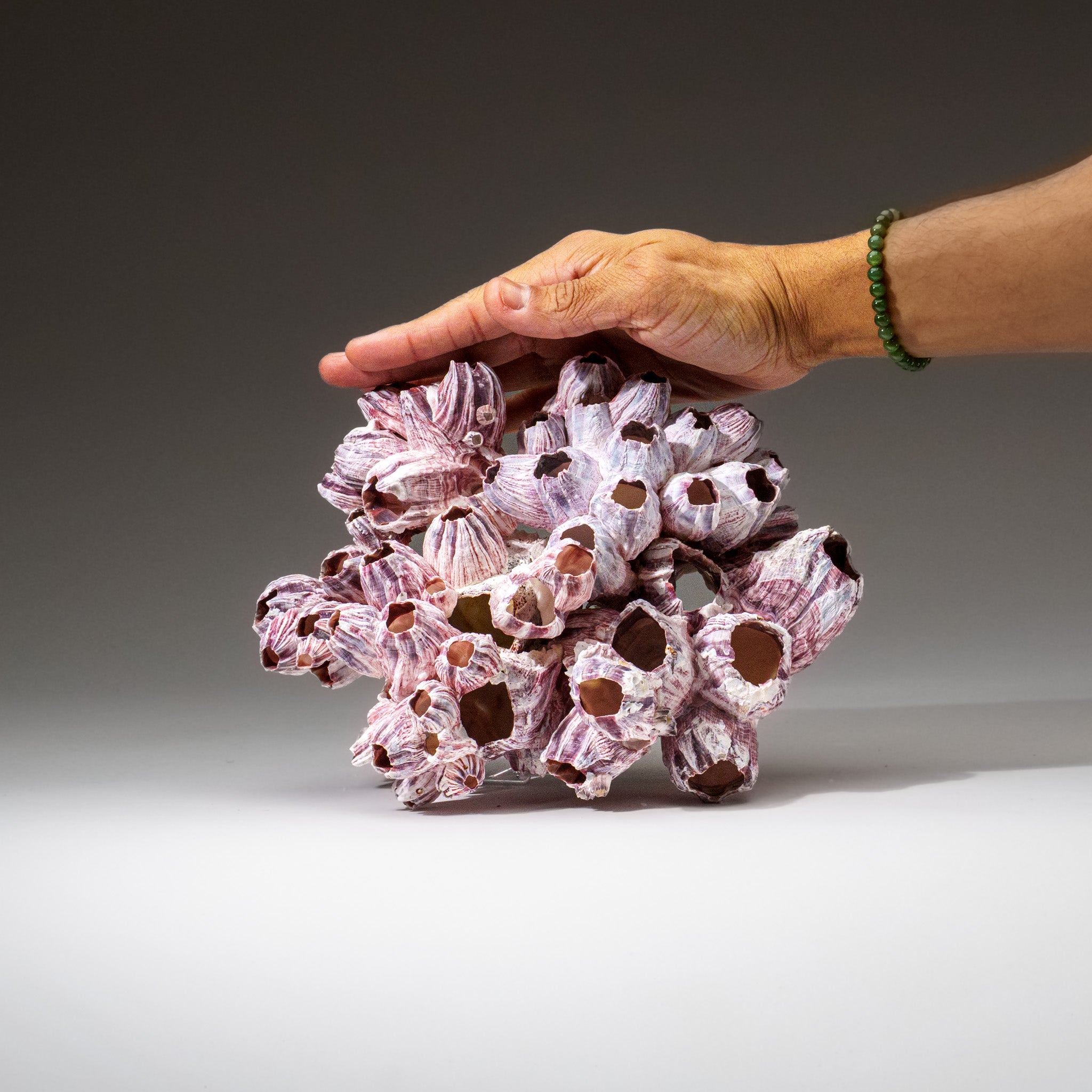 Genuine Purple Acorn Barnacle Cluster (1 lb) - Astro Gallery of Gems