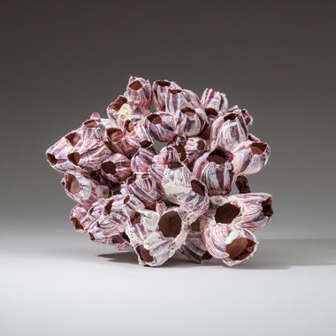 Genuine Purple Acorn Barnacle Cluster (1.5 lbs) - Astro Gallery of Gems