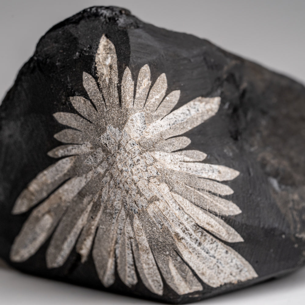 Chrysanthemum Stone from China (179.3 grams)