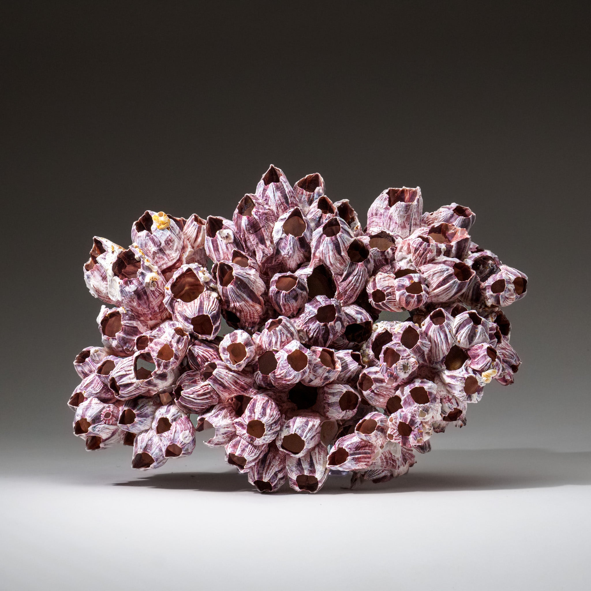 Genuine Purple Acorn Barnacle Cluster (3.5 lbs) - Astro Gallery of Gems