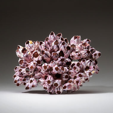 Genuine Purple Acorn Barnacle Cluster (3.5 lbs) - Astro Gallery of Gems