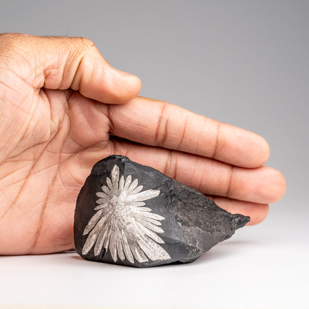 Chrysanthemum Stone from China (179.3 grams)