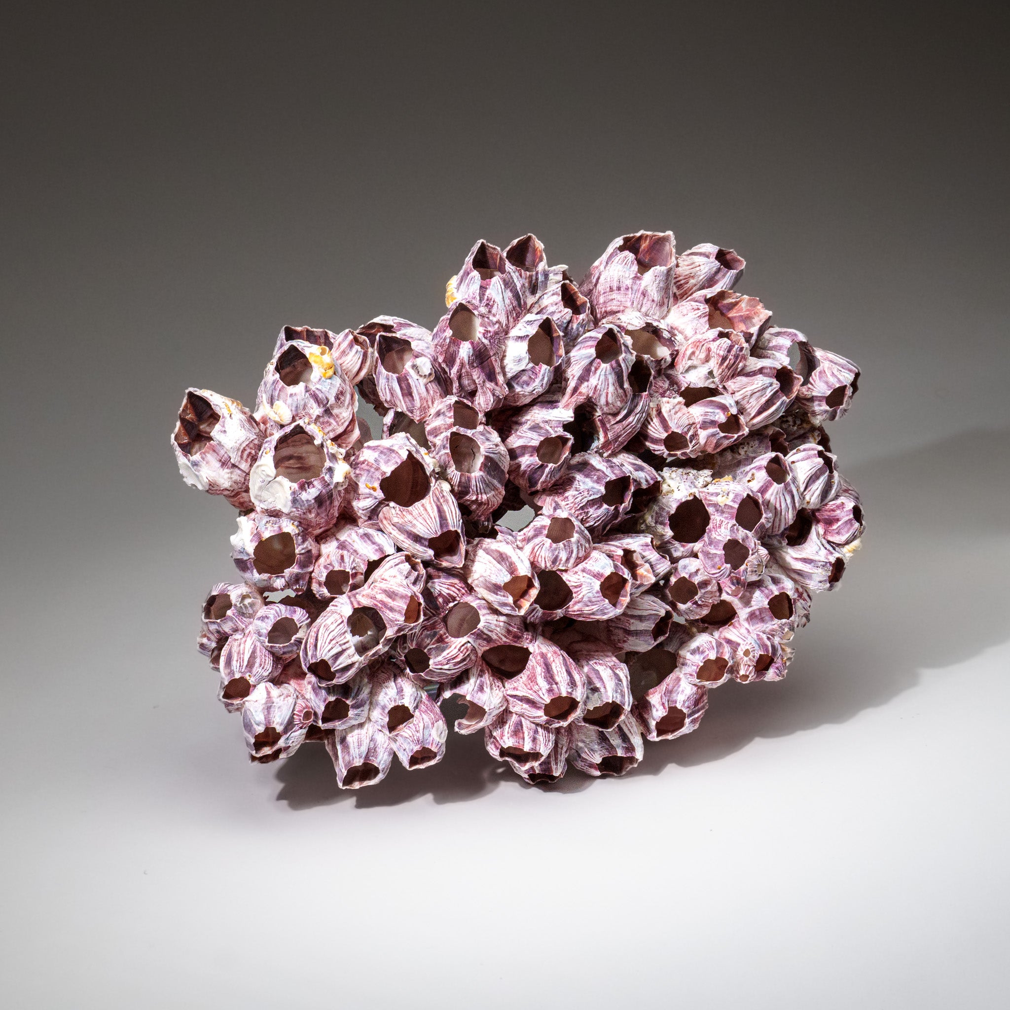 Genuine Purple Acorn Barnacle Cluster (3.5 lbs) - Astro Gallery of Gems