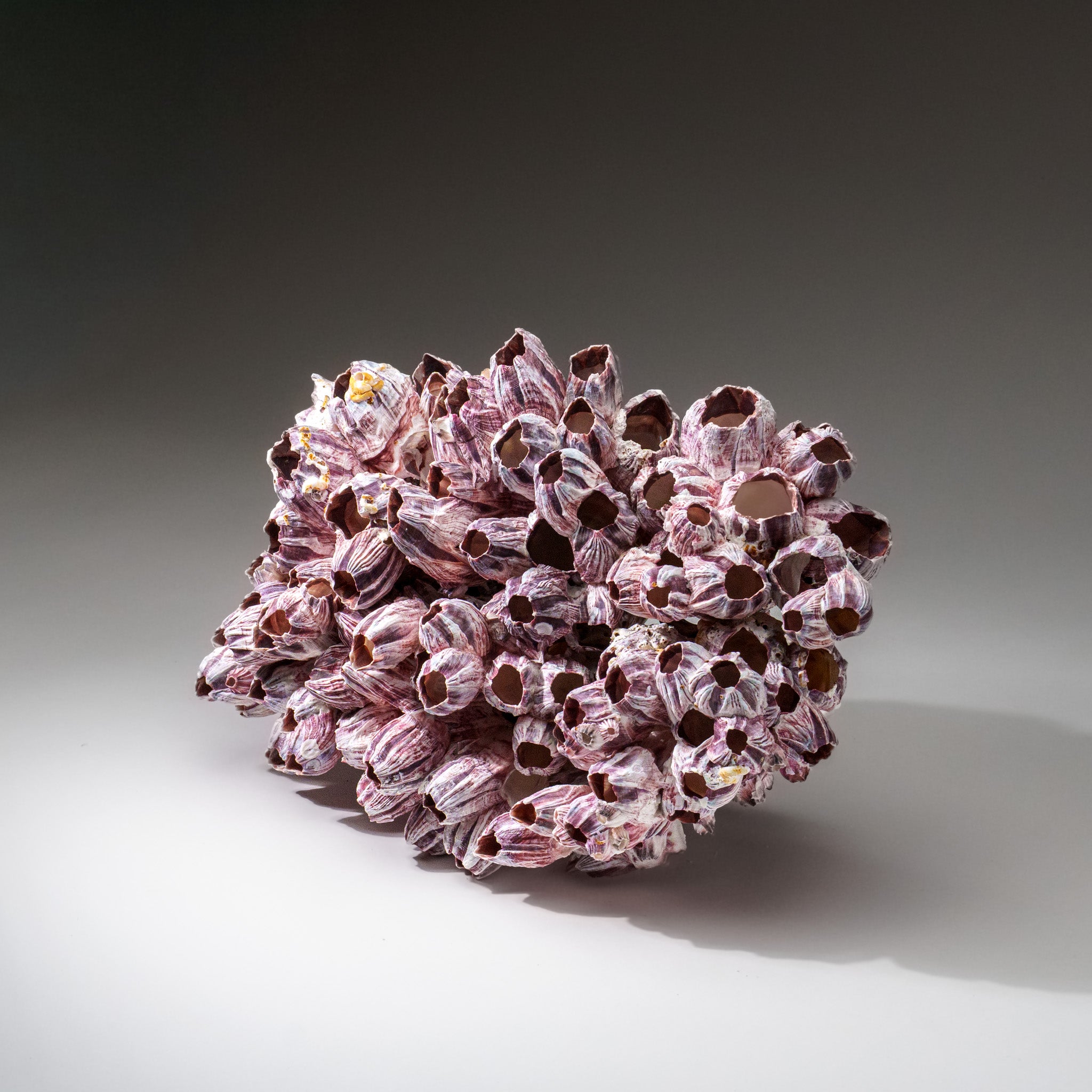 Genuine Purple Acorn Barnacle Cluster (3.5 lbs) - Astro Gallery of Gems