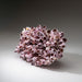 Genuine Purple Acorn Barnacle Cluster (3.5 lbs) - Astro Gallery of Gems