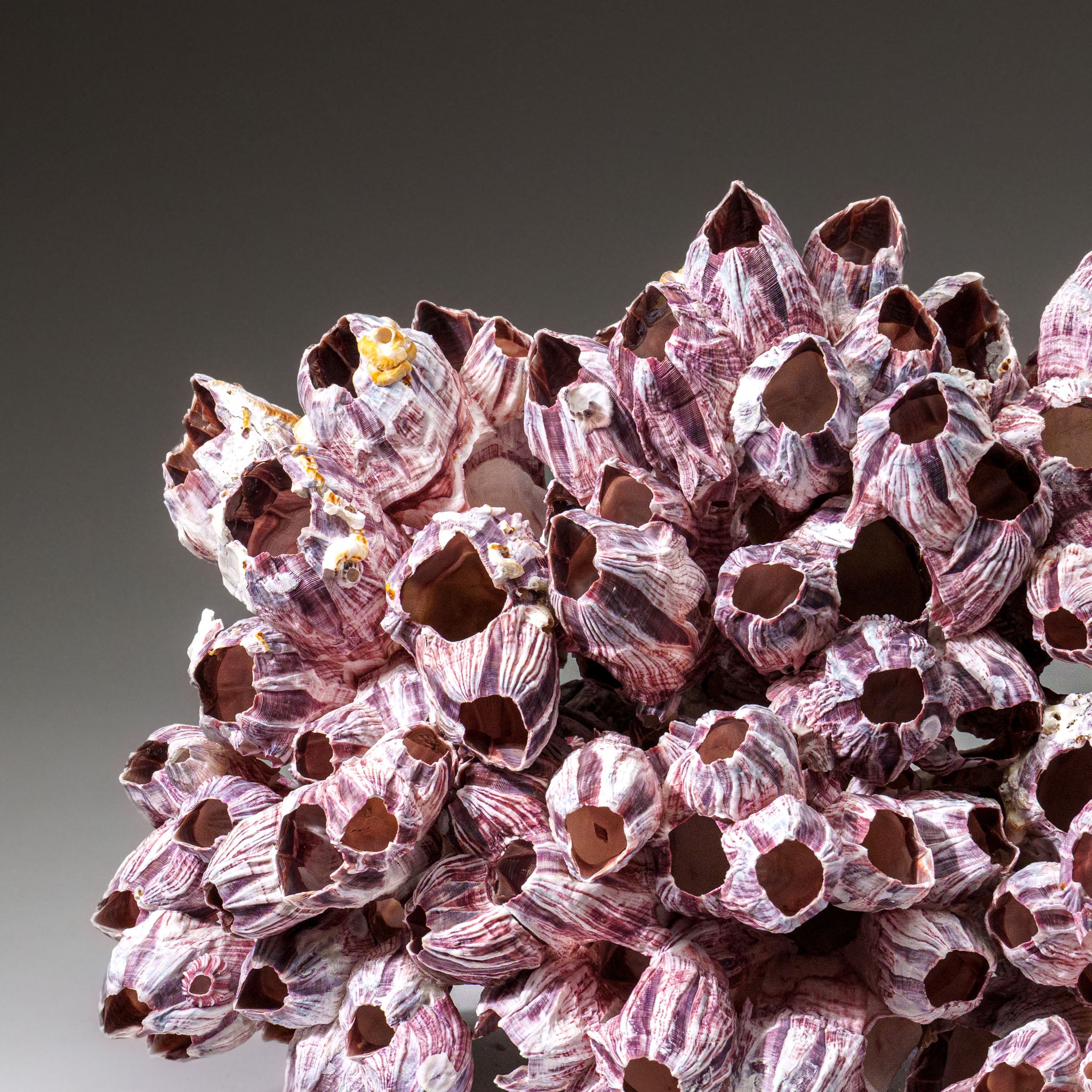 Genuine Purple Acorn Barnacle Cluster (3.5 lbs) - Astro Gallery of Gems