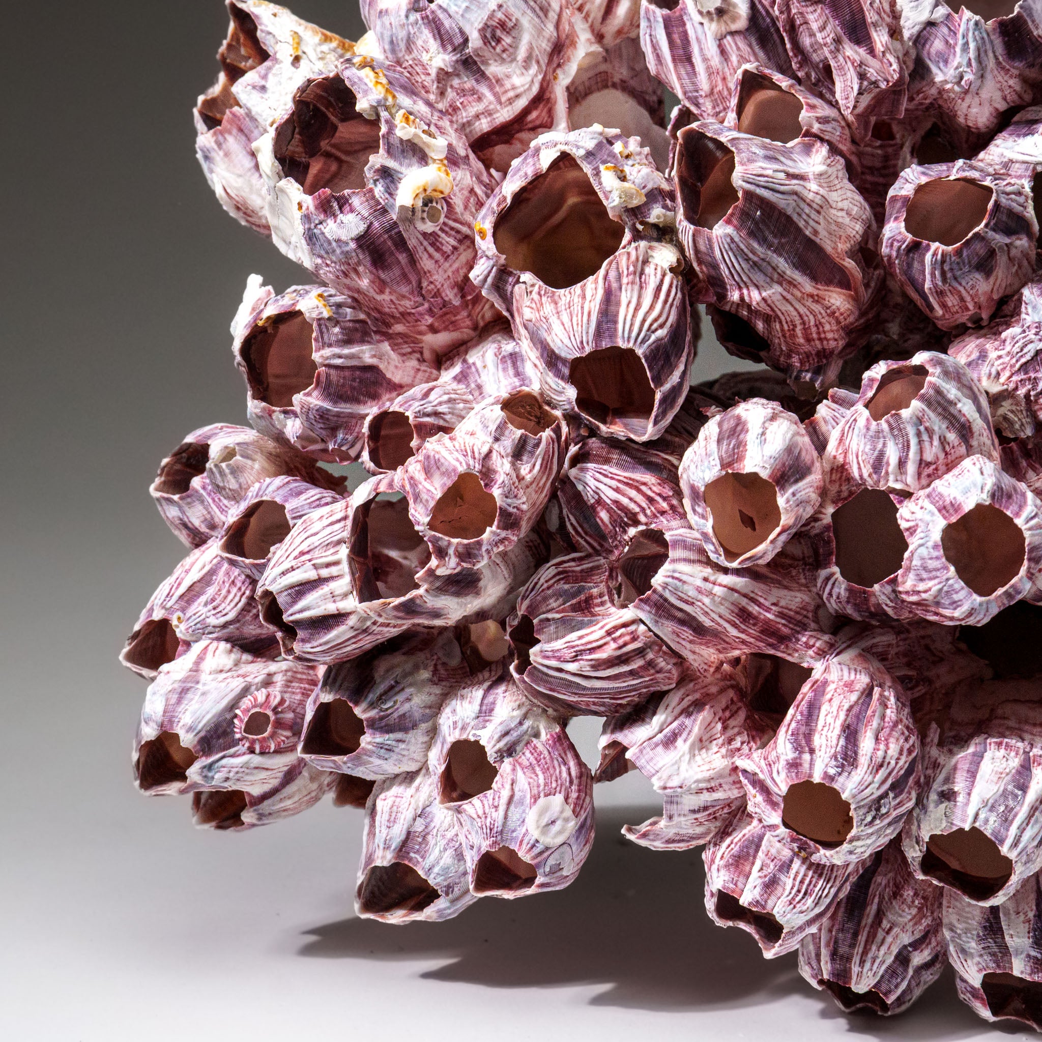 Genuine Purple Acorn Barnacle Cluster (3.5 lbs) - Astro Gallery of Gems