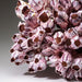 Genuine Purple Acorn Barnacle Cluster (3.5 lbs) - Astro Gallery of Gems