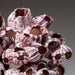 Genuine Purple Acorn Barnacle Cluster (3.5 lbs) - Astro Gallery of Gems
