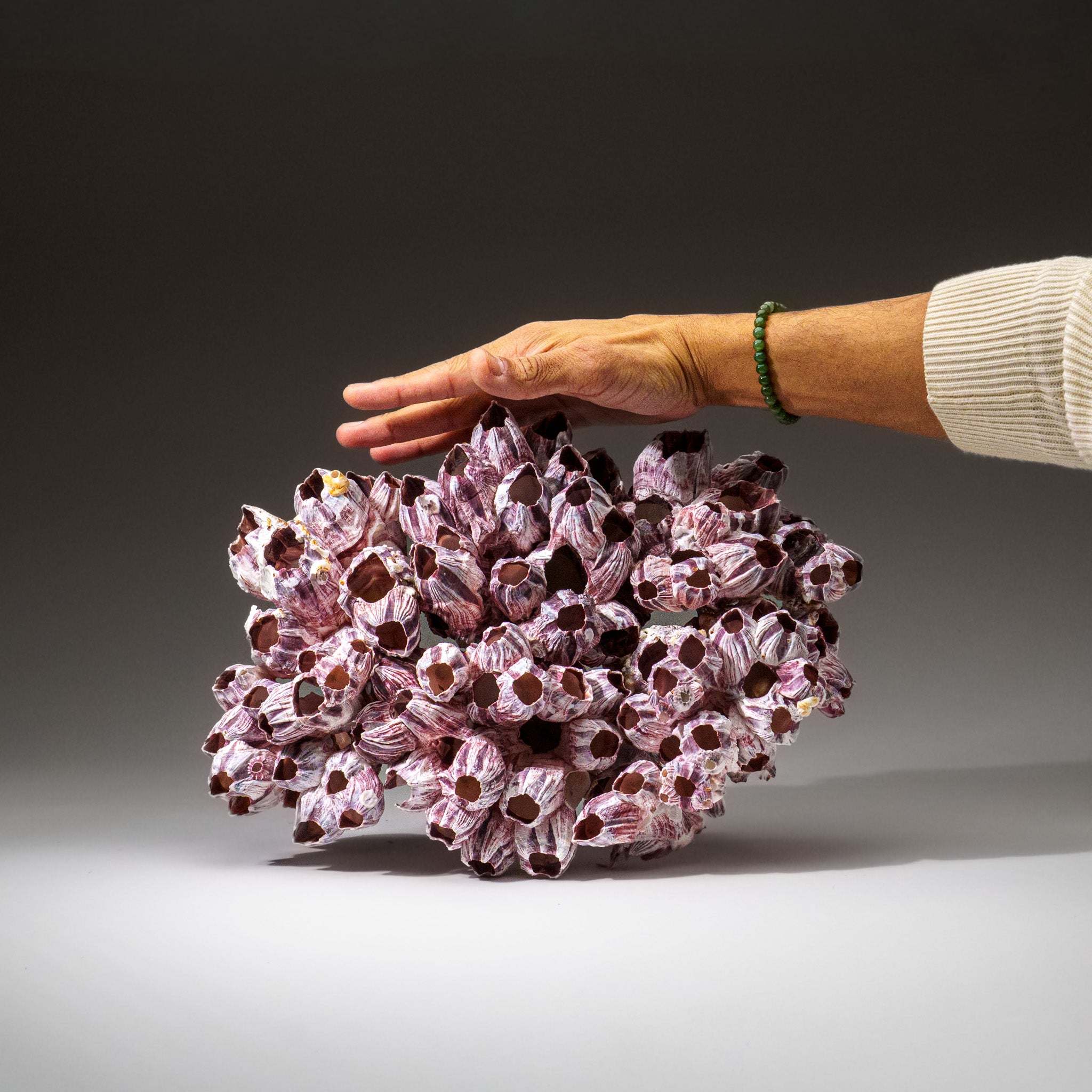 Genuine Purple Acorn Barnacle Cluster (3.5 lbs) - Astro Gallery of Gems