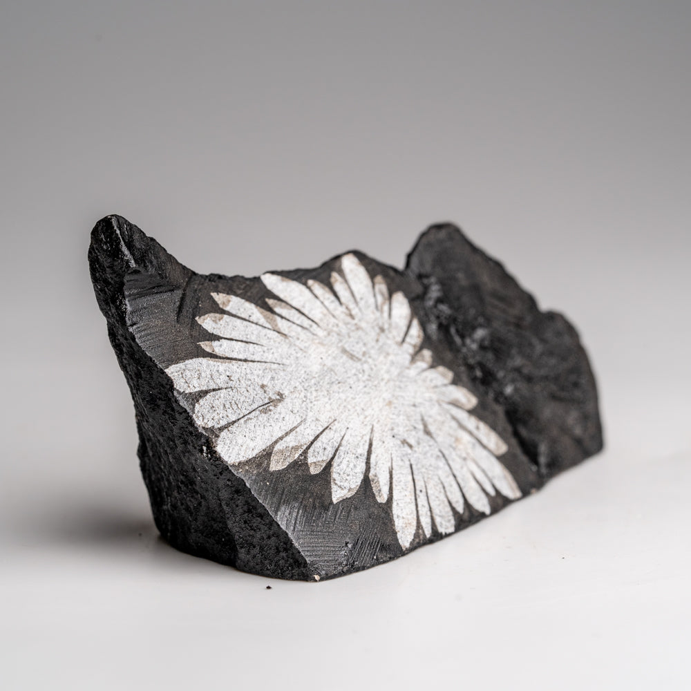 Chrysanthemum Stone from China (85.3 grams)