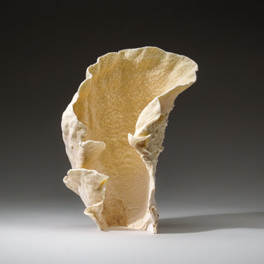 Genuine Lettuce Coral (2 lbs) - Astro Gallery of Gems