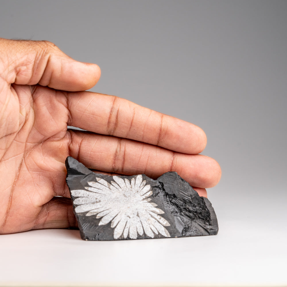 Chrysanthemum Stone from China (85.3 grams)