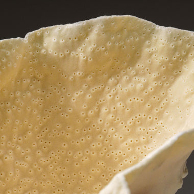 Genuine Lettuce Coral (2 lbs) - Astro Gallery of Gems