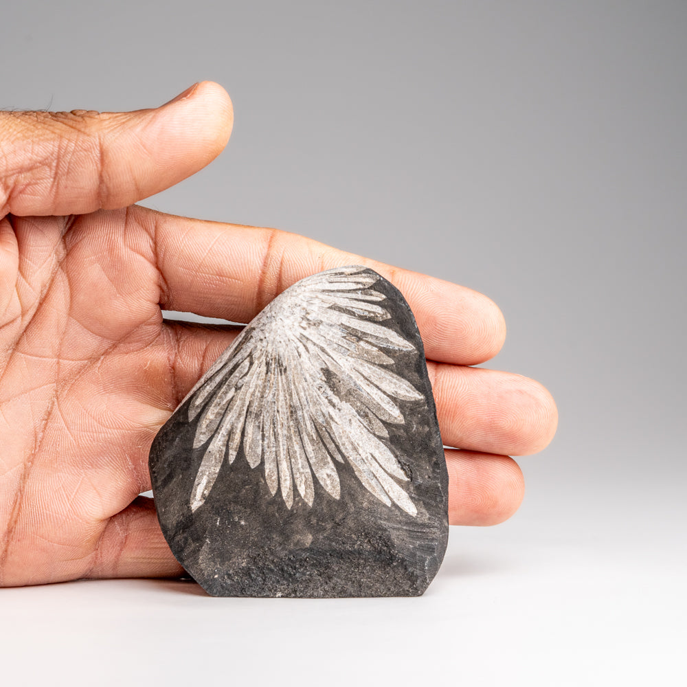 Chrysanthemum Stone from China (120 grams)