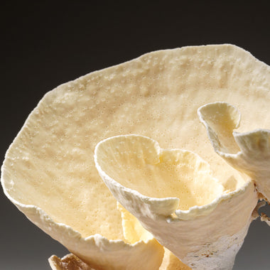 Genuine Lettuce Coral (3 lbs) - Astro Gallery of Gems