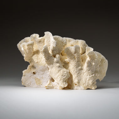 Genuine Lettuce Coral (4 lbs) - Astro Gallery of Gems