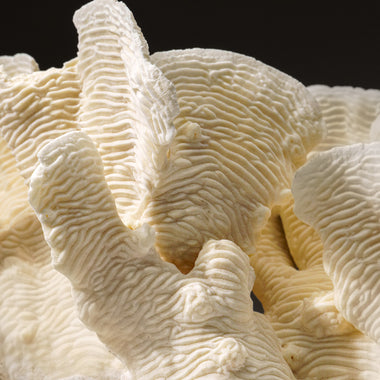 Genuine Lettuce Coral (4 lbs) - Astro Gallery of Gems