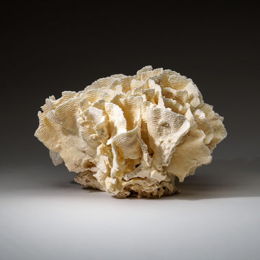 Genuine Lettuce Coral (8.5 lbs) - Astro Gallery of Gems