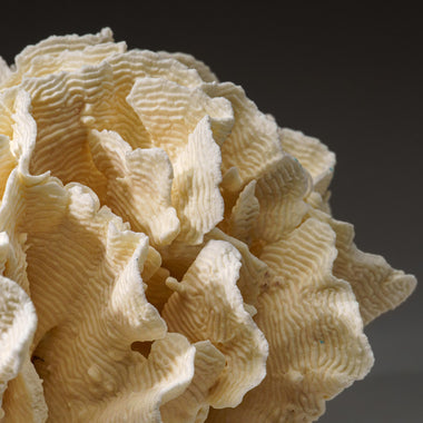 Genuine Lettuce Coral (8.5 lbs) - Astro Gallery of Gems