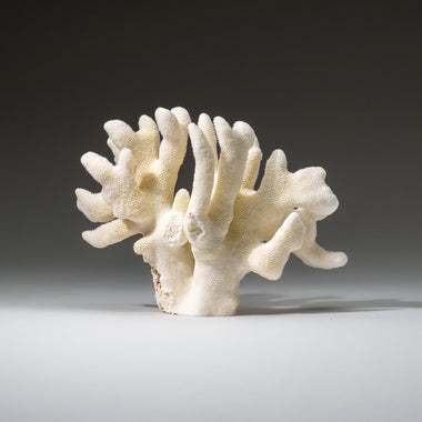 Genuine White Cat's Paw Coral (1 lb) - Astro Gallery of Gems