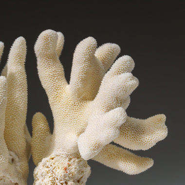 Genuine White Cat's Paw Coral (1 lb) - Astro Gallery of Gems