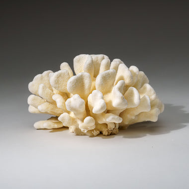 Genuine White Cat's Paw Coral (1.5 lbs) - Astro Gallery of Gems