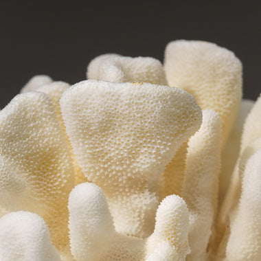 Genuine White Cat's Paw Coral (1.5 lbs) - Astro Gallery of Gems