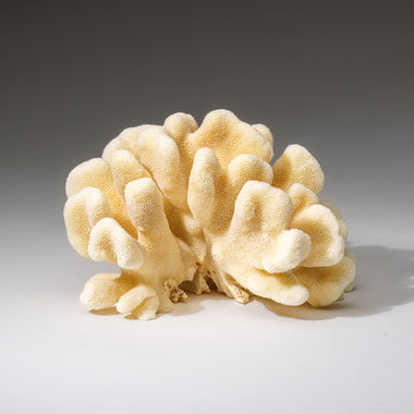 Genuine White Cat's Paw Coral (2 lbs) - Astro Gallery of Gems