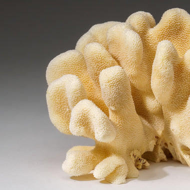 Genuine White Cat's Paw Coral (2 lbs) - Astro Gallery of Gems