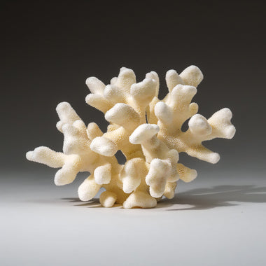 Genuine White Cat's Paw Coral (1 lb) - Astro Gallery of Gems