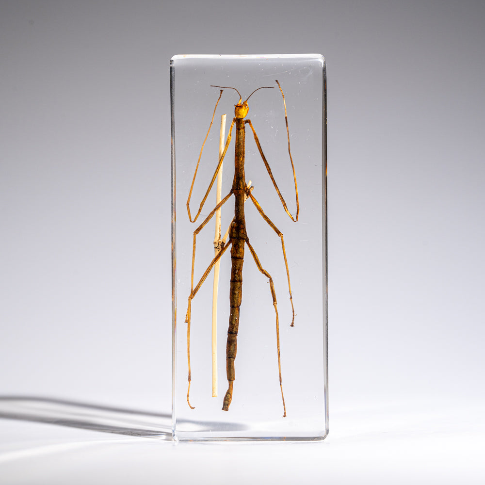 One Genuine Stick Bug in Lucite