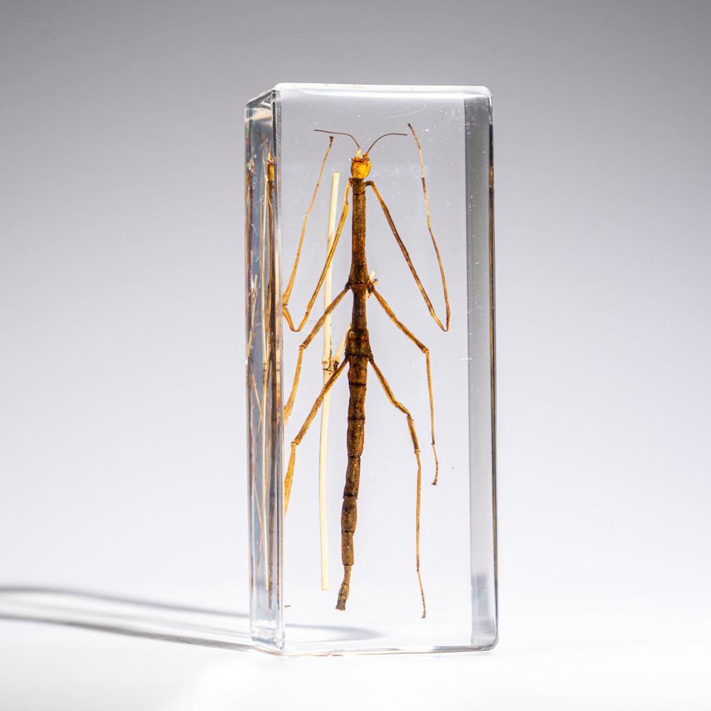 One Genuine Stick Bug in Lucite