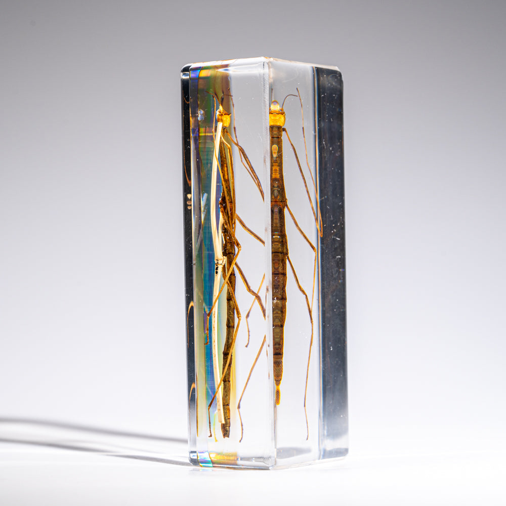 One Genuine Stick Bug in Lucite