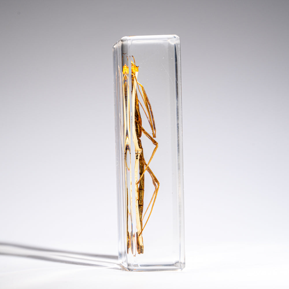 One Genuine Stick Bug in Lucite