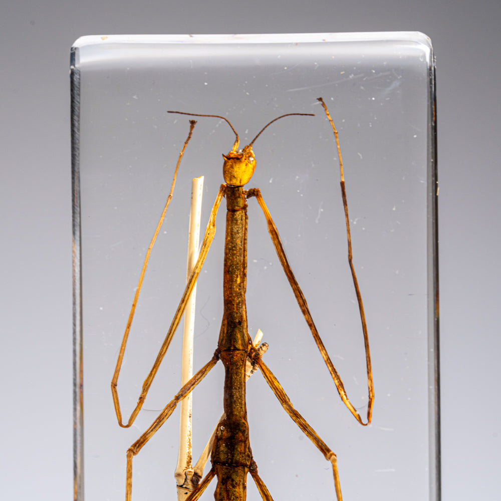 One Genuine Stick Bug in Lucite