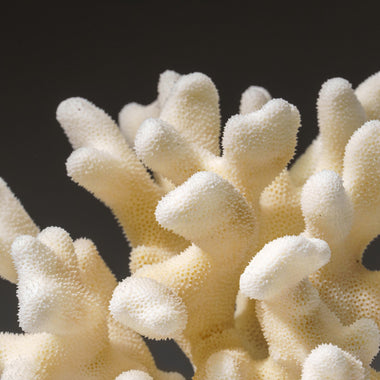 Genuine White Cat's Paw Coral (1 lb) - Astro Gallery of Gems