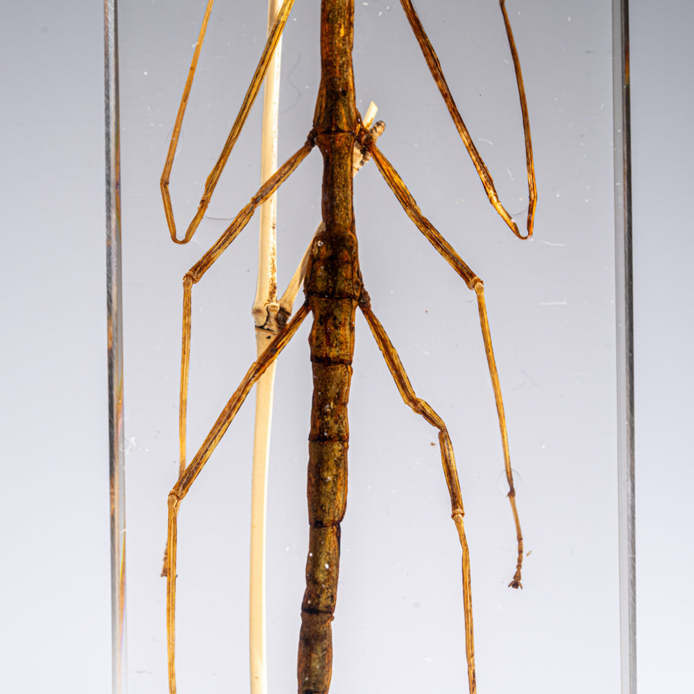 One Genuine Stick Bug in Lucite