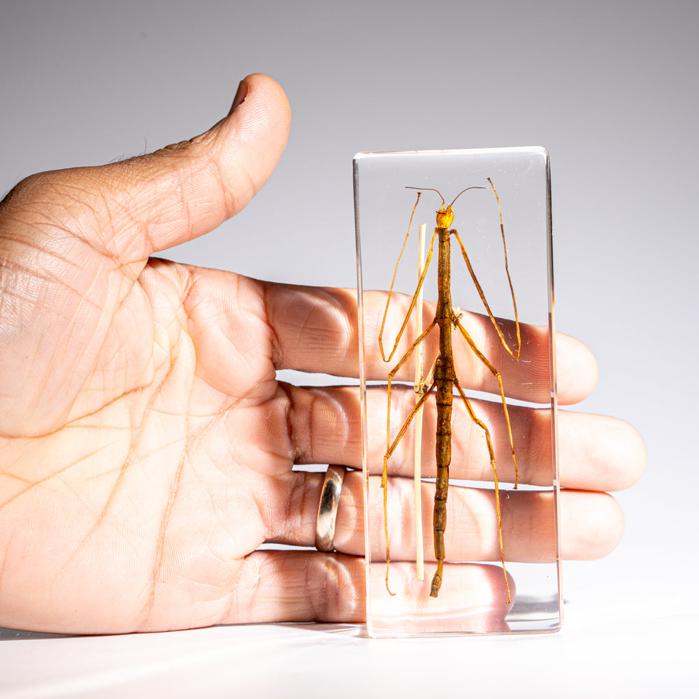 One Genuine Stick Bug in Lucite