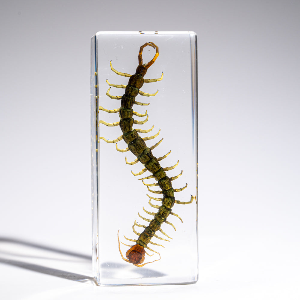 Genuine Centipede in Lucite