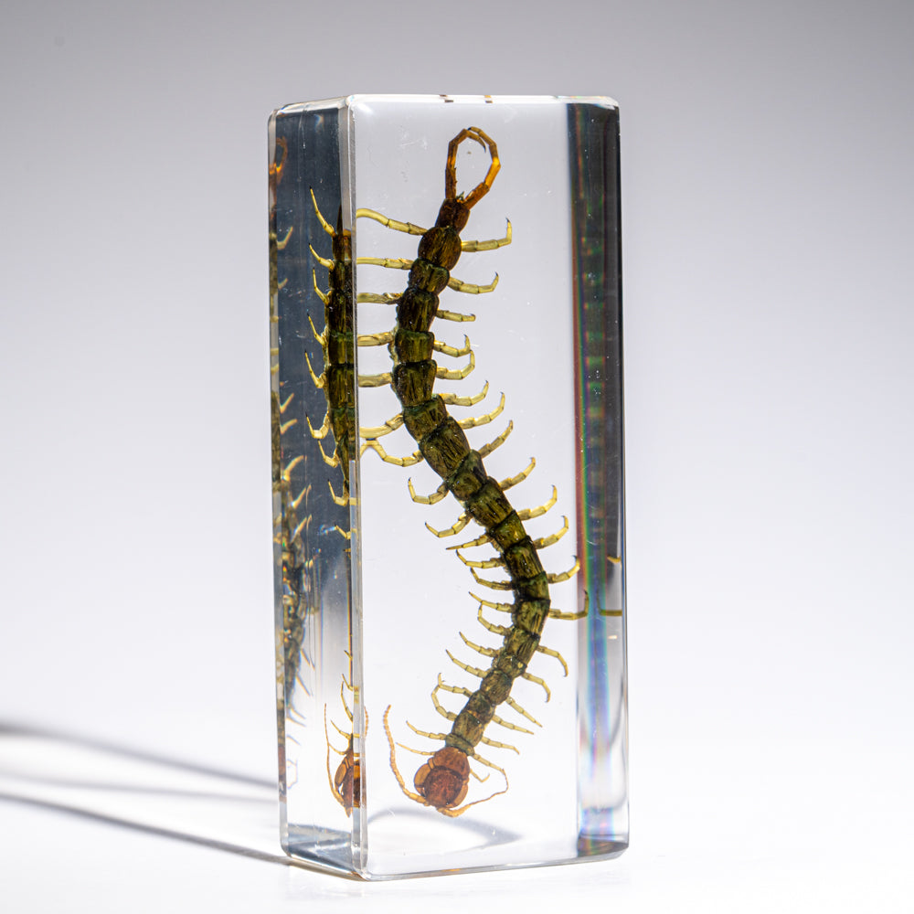 Genuine Centipede in Lucite