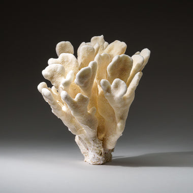 Genuine White Cat's Paw Coral (4 lbs) - Astro Gallery of Gems