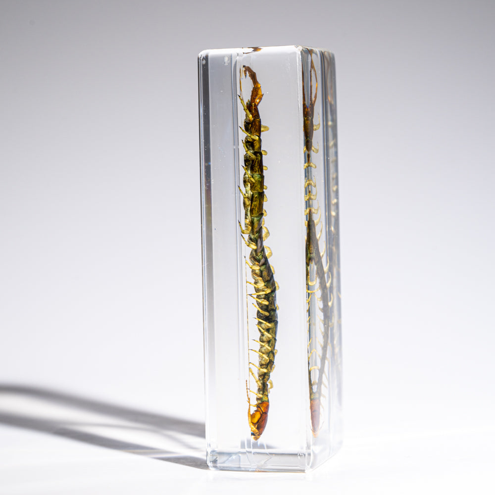 Genuine Centipede in Lucite