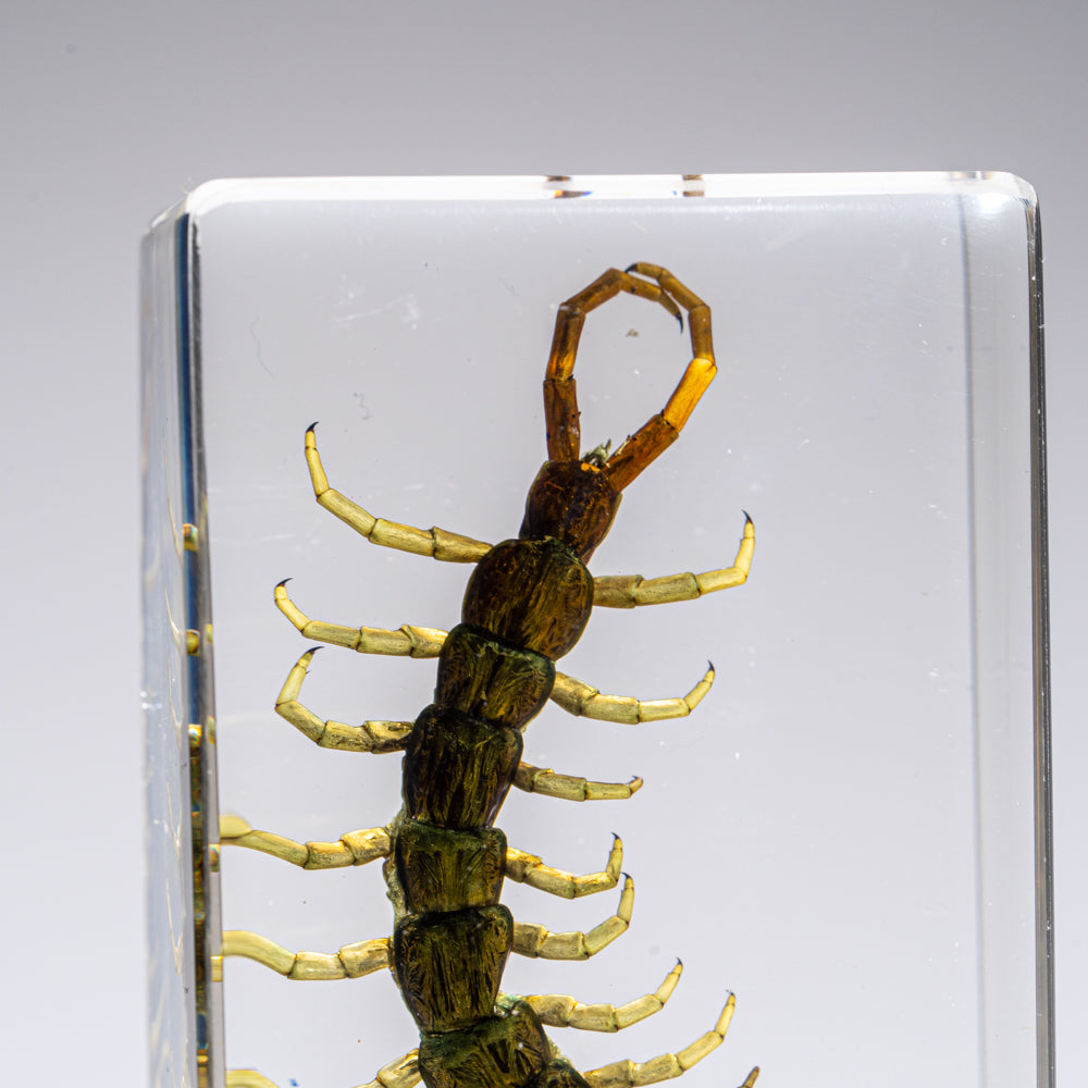 Genuine Centipede in Lucite