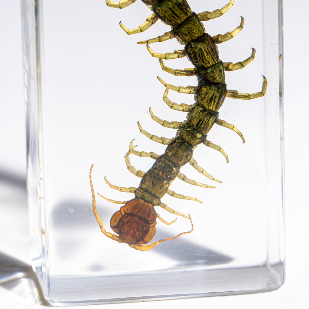 Genuine Centipede in Lucite