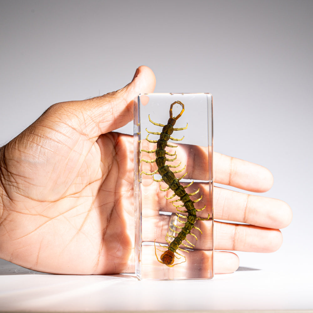 Genuine Centipede in Lucite